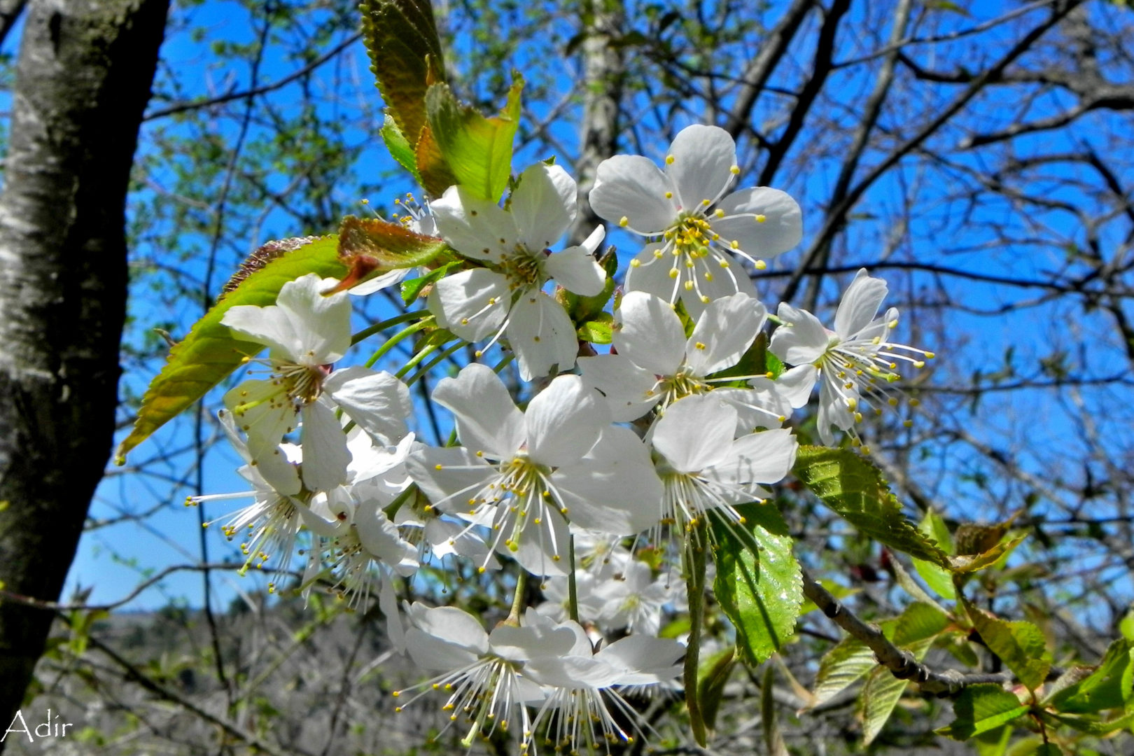Animation  Découverte Issoire et sa région